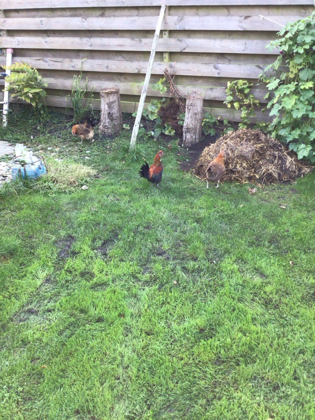 Mooie jonge krielkippen te koop, Dieren en Toebehoren, Vrouwelijk, Kip