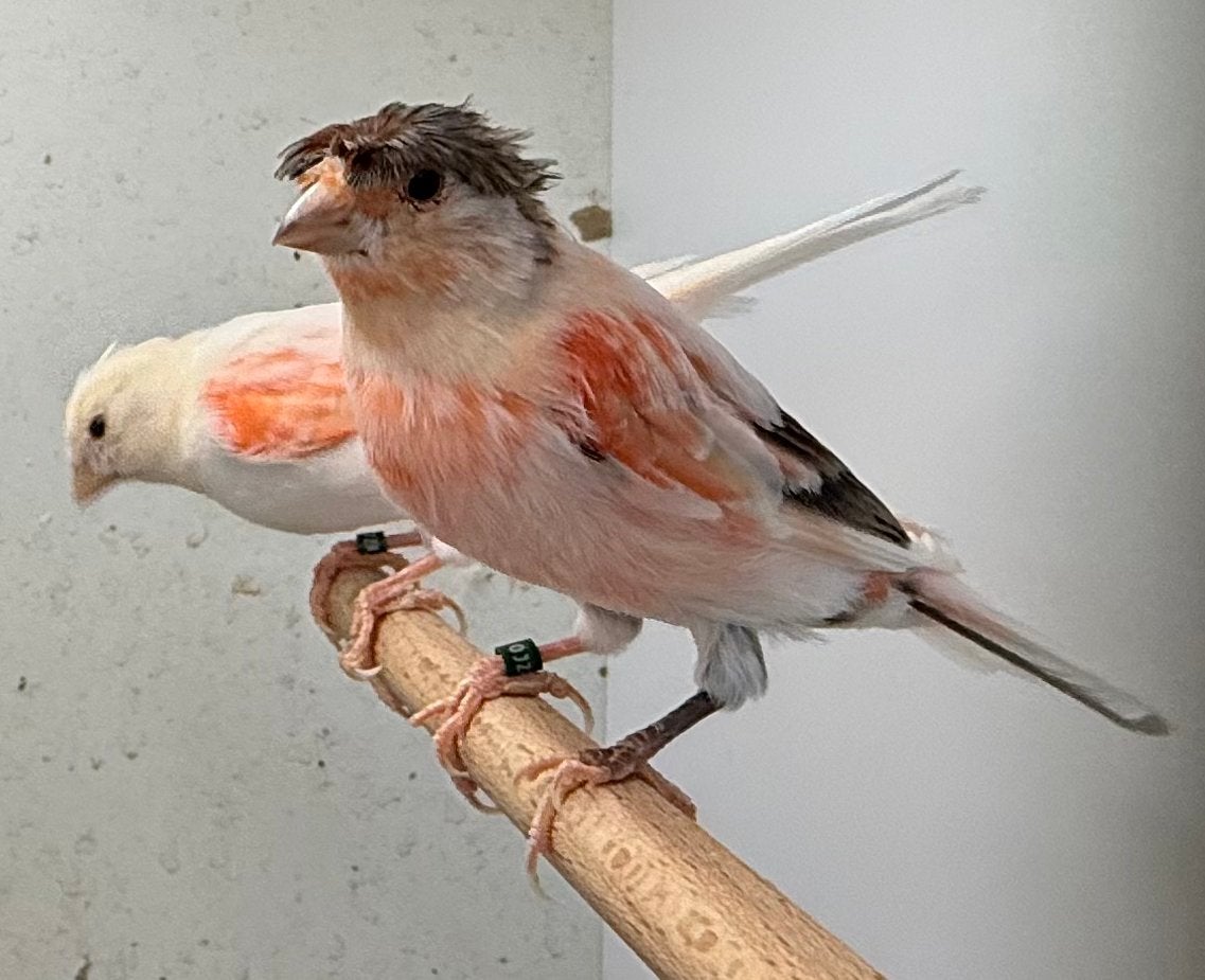 Harlekijn kanaries, mannen en poppen, Meerdere dieren, Postuurkanarie
