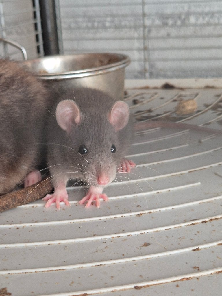 Jonge ratjes, Dieren en Toebehoren, Rat, Juli, Meerdere dieren, Tam
