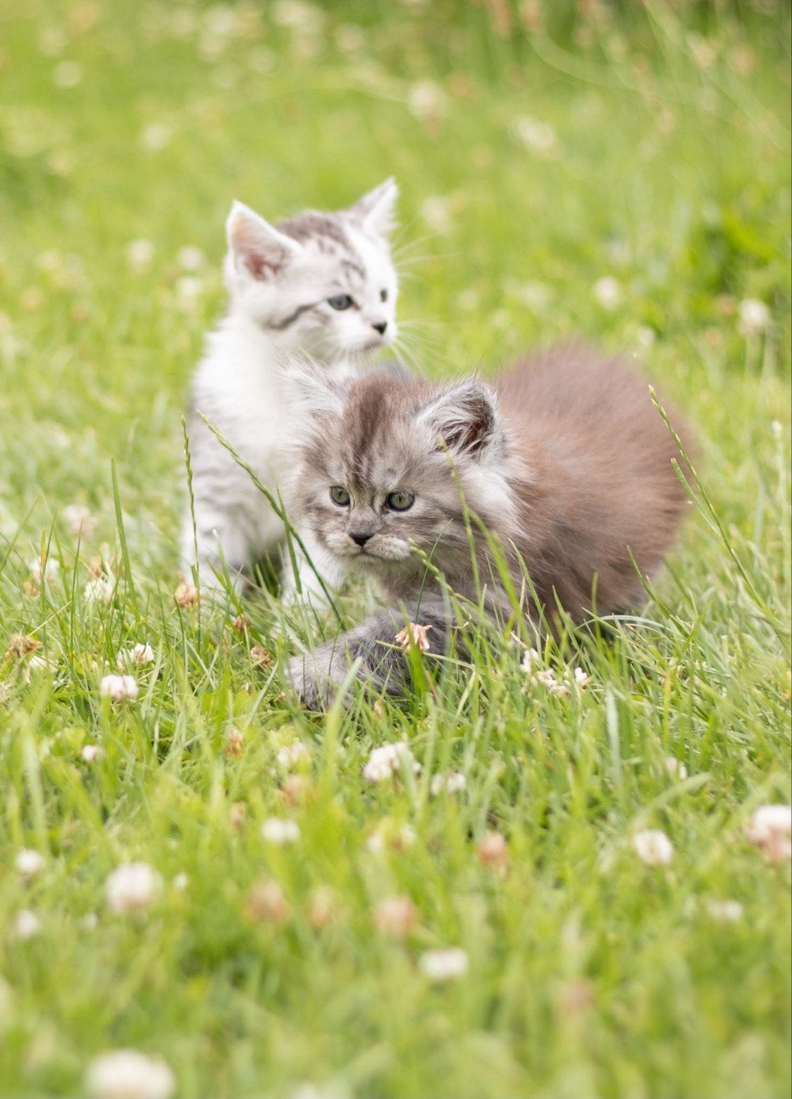 2 fotogenieke kittens