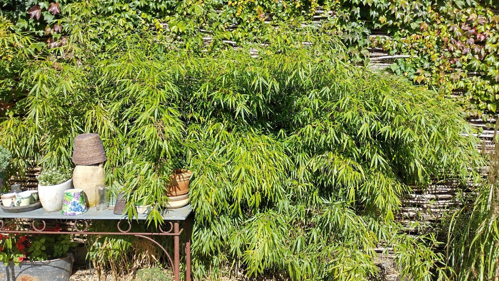 Bamboe niet woekerend. pluimen siergras., Ophalen, Vaste plant, Siergrassen, Halfschaduw