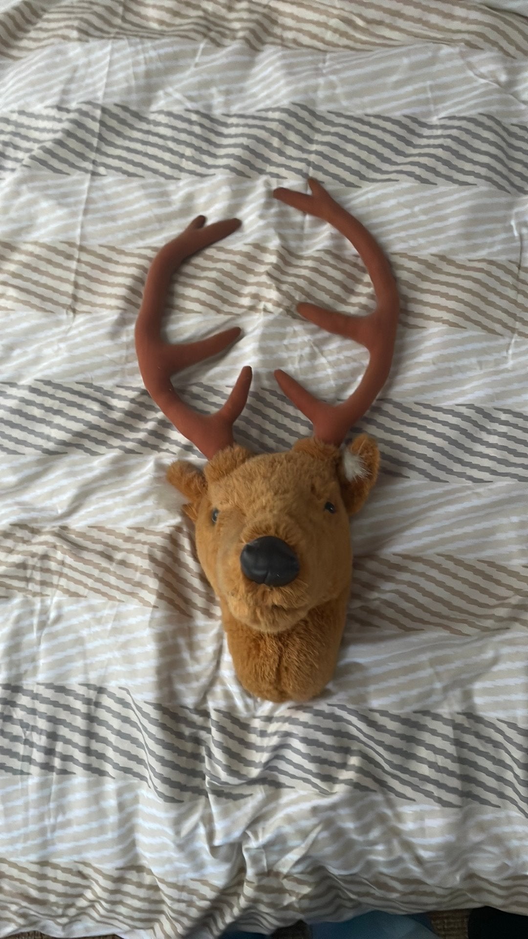 Eeland hoofd, Ophalen, Overige typen, Zo goed als nieuw, Middelgroot (20 tot 80 cm)