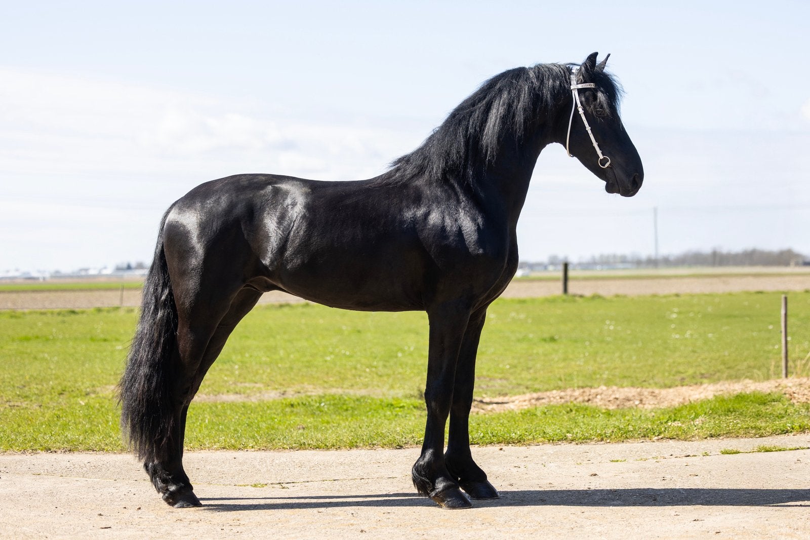 4-jarige Friese Ster hengst te koop, Dressuurpaard, Hengst, 3 tot 6 jaar, L