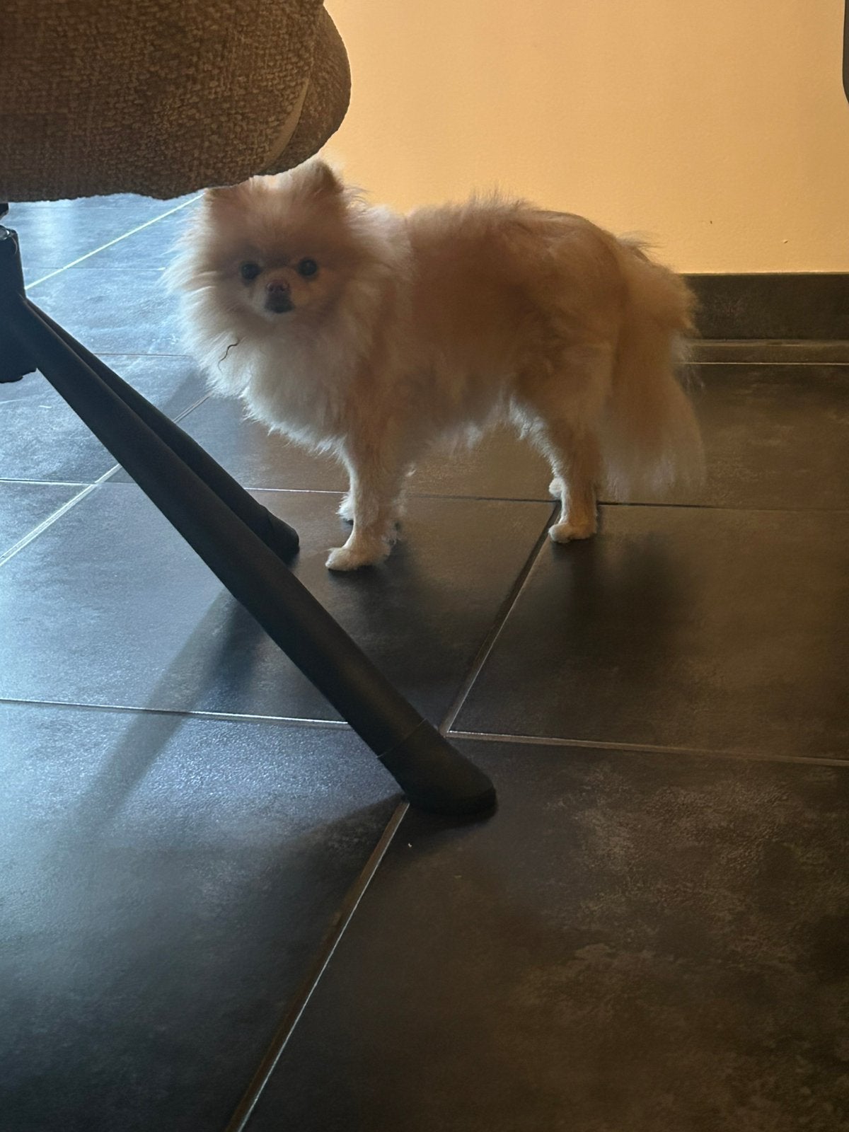 Pommeriaan teefje, Keeshond, CDV (hondenziekte), Teef, Eén hond