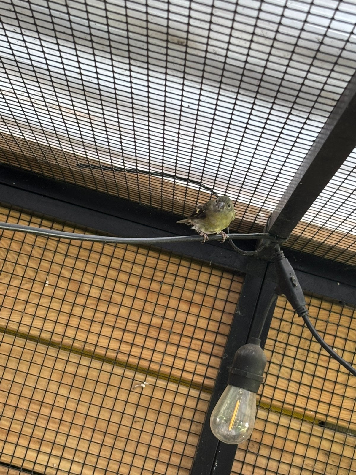 Koppel geelbuiksijs, Dieren en Toebehoren, Vogels | Overige Vogels, Meerdere dieren, Geringd