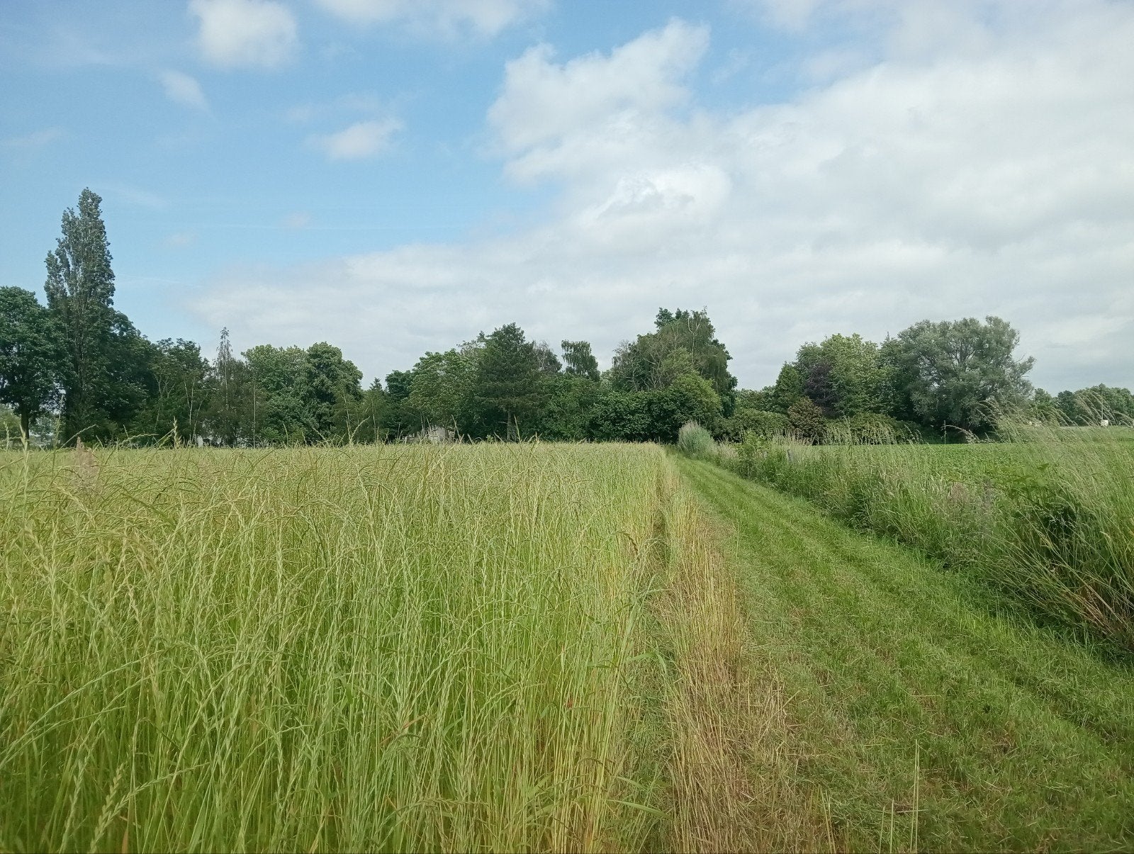 Gratis mooi vers Hooi, optehalen van stukje weiland, Ophalen of Verzenden