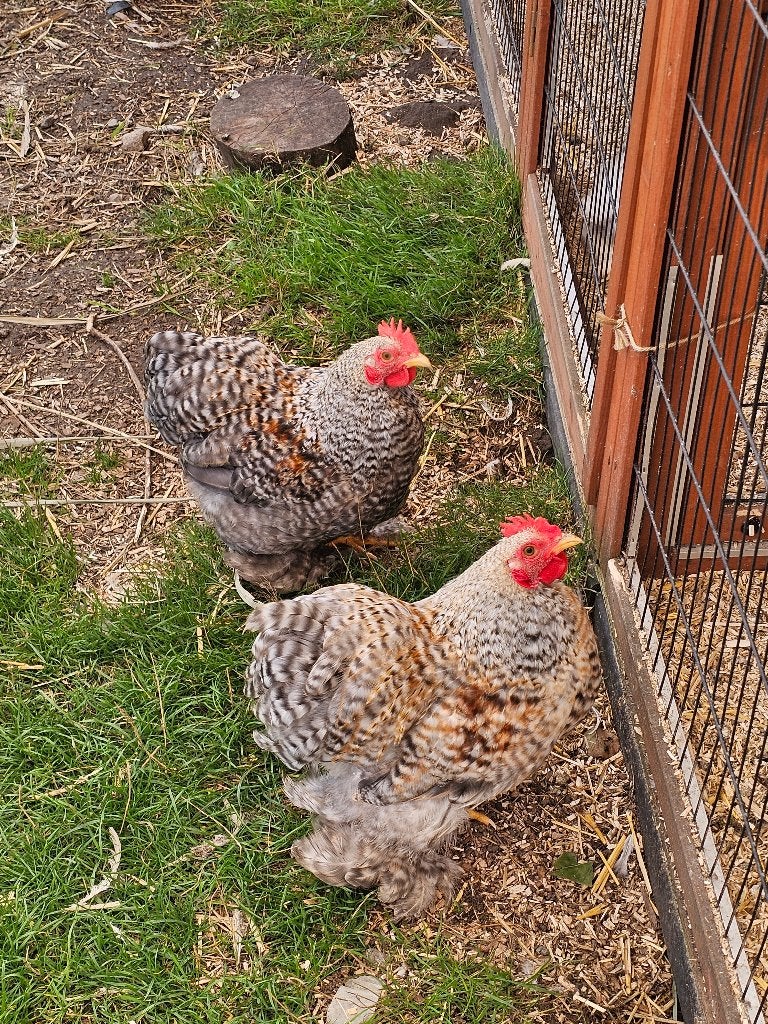 2 handtamme Cochin kriel haantjes, Dieren en Toebehoren, Mannelijk, Kip