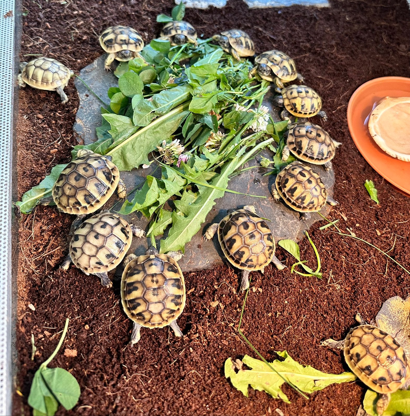 Prachtige, gezonde Griekse Landschildpadden. Nakweek 2026 ! Tortoise photo 2
