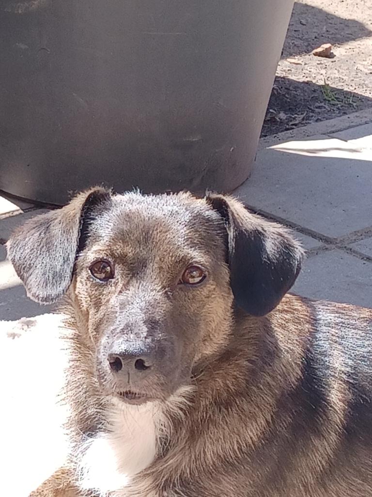 Lieve Sweety ter adoptie!, Particulier, Buitenland, Teef, Parvo