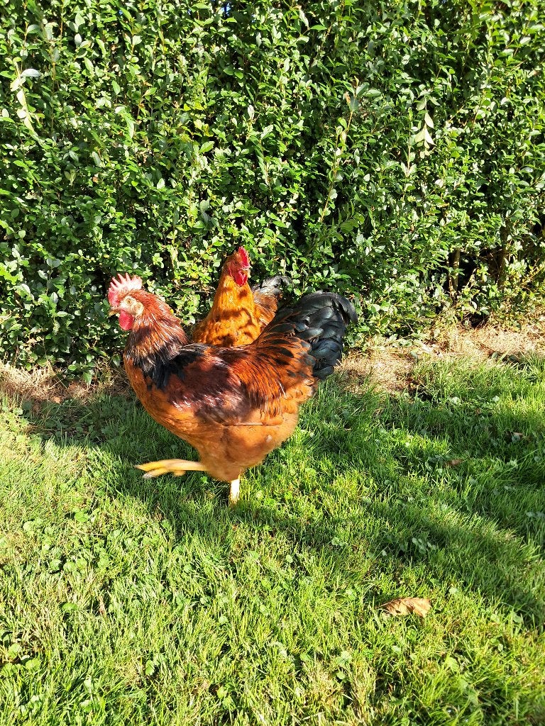 Haan, Dieren en Toebehoren, Mannelijk, Kip