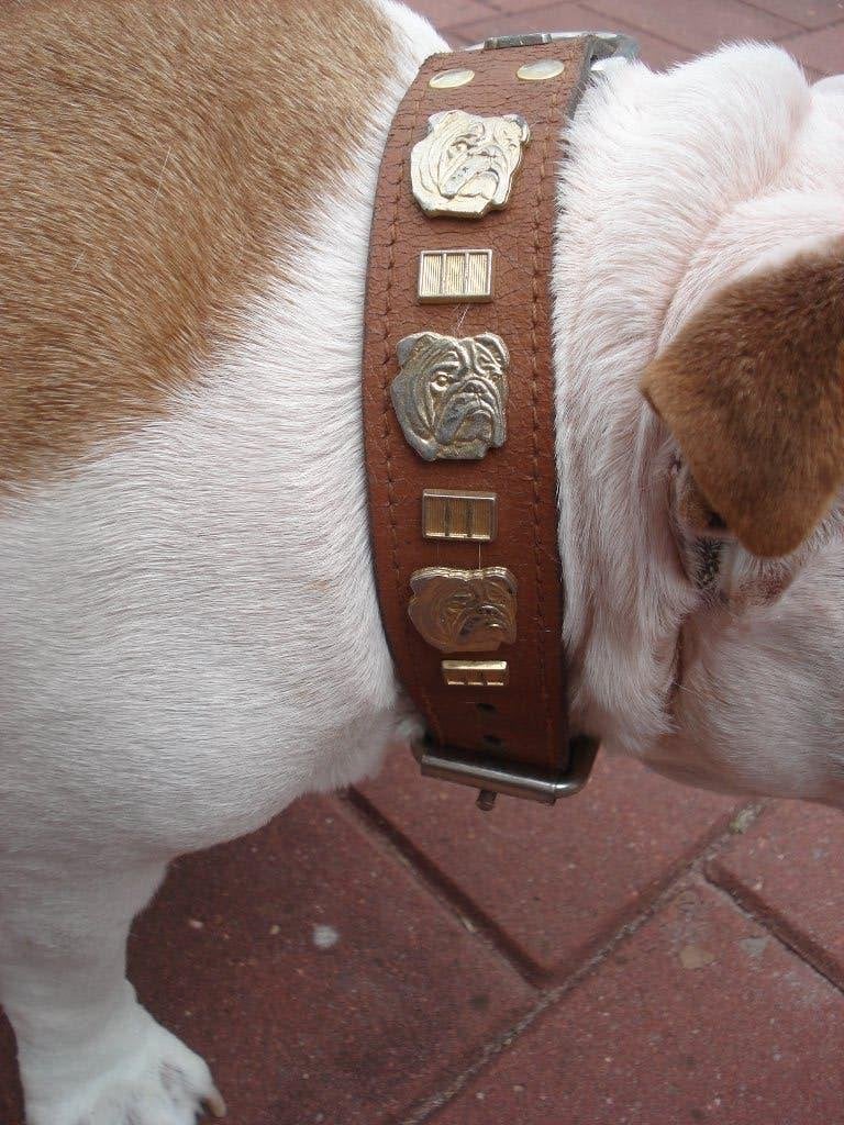 Halsband Engelse Bulldog, Ophalen of Verzenden