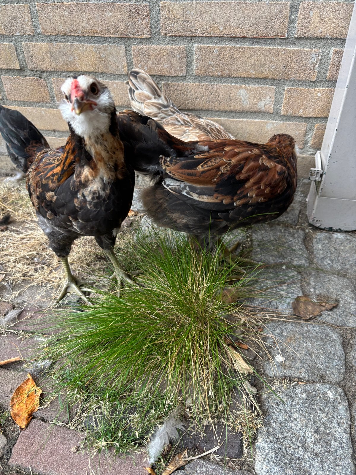 Raszuivere marans haan + raszuivere araucana, Mannelijk, Kip