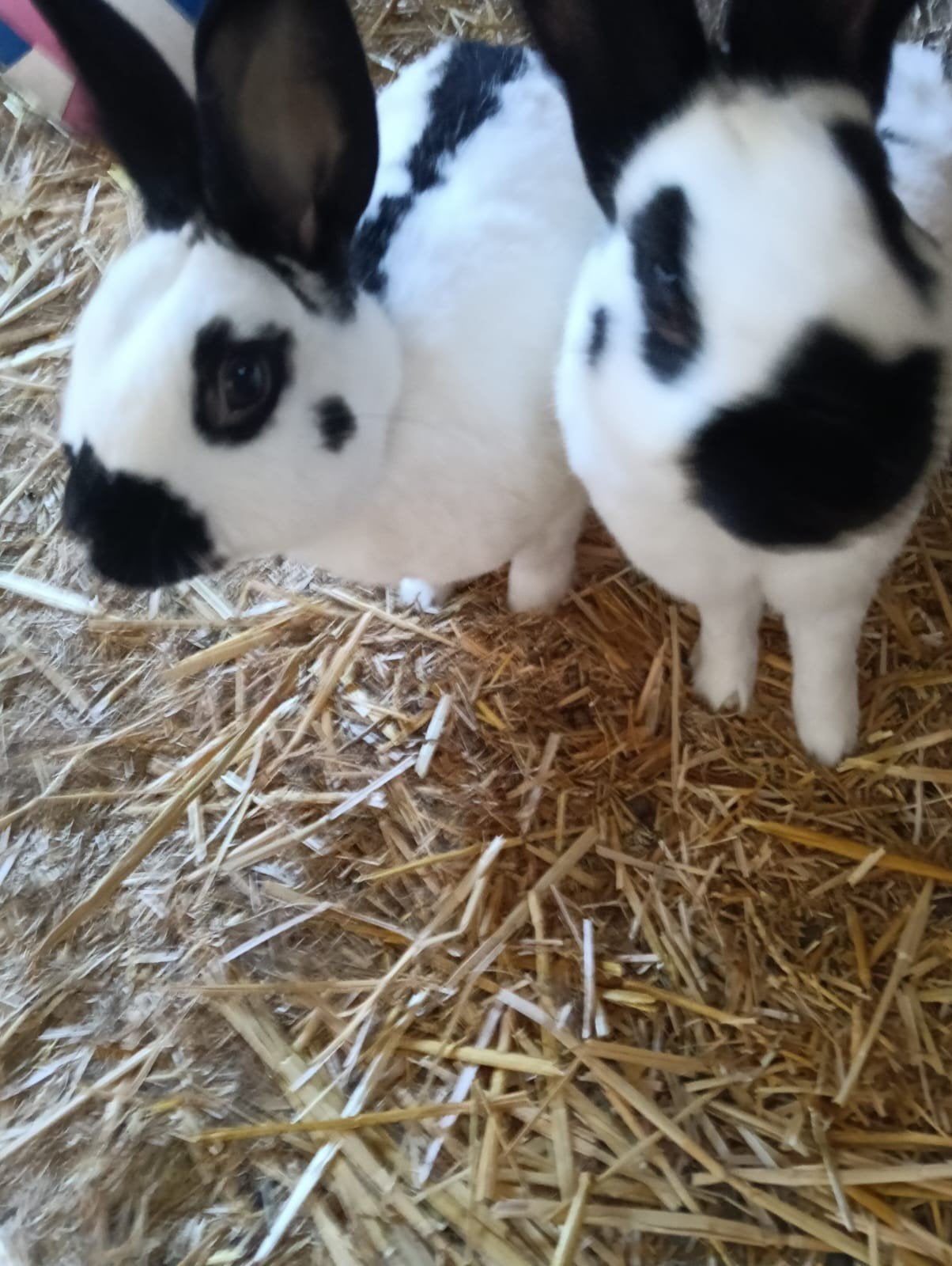 lieve tamme konijnen(1 jaar oud) zoeken nieuw huisje, Meerdere dieren, 0 tot 2 jaar