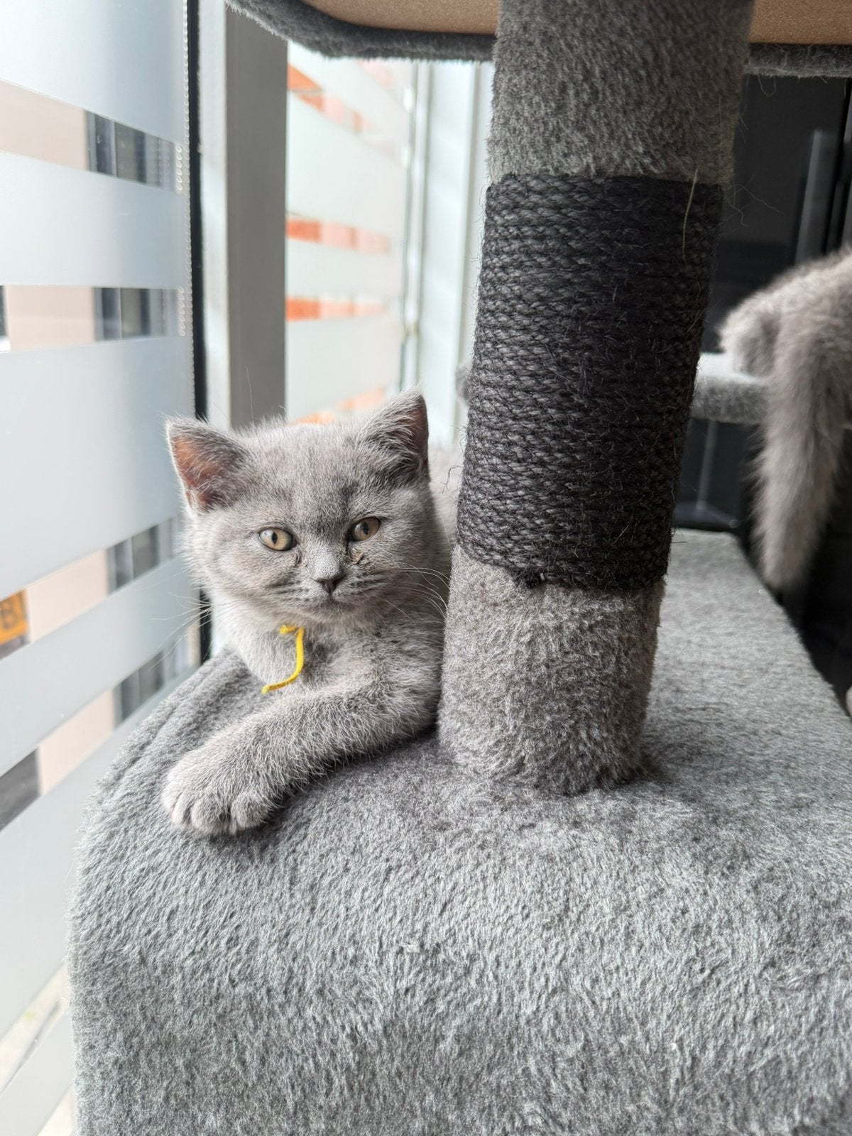 Britse korthaar kittens klaar om te verhuizen!, Meerdere dieren, Kortharig, 0 tot 2 jaar