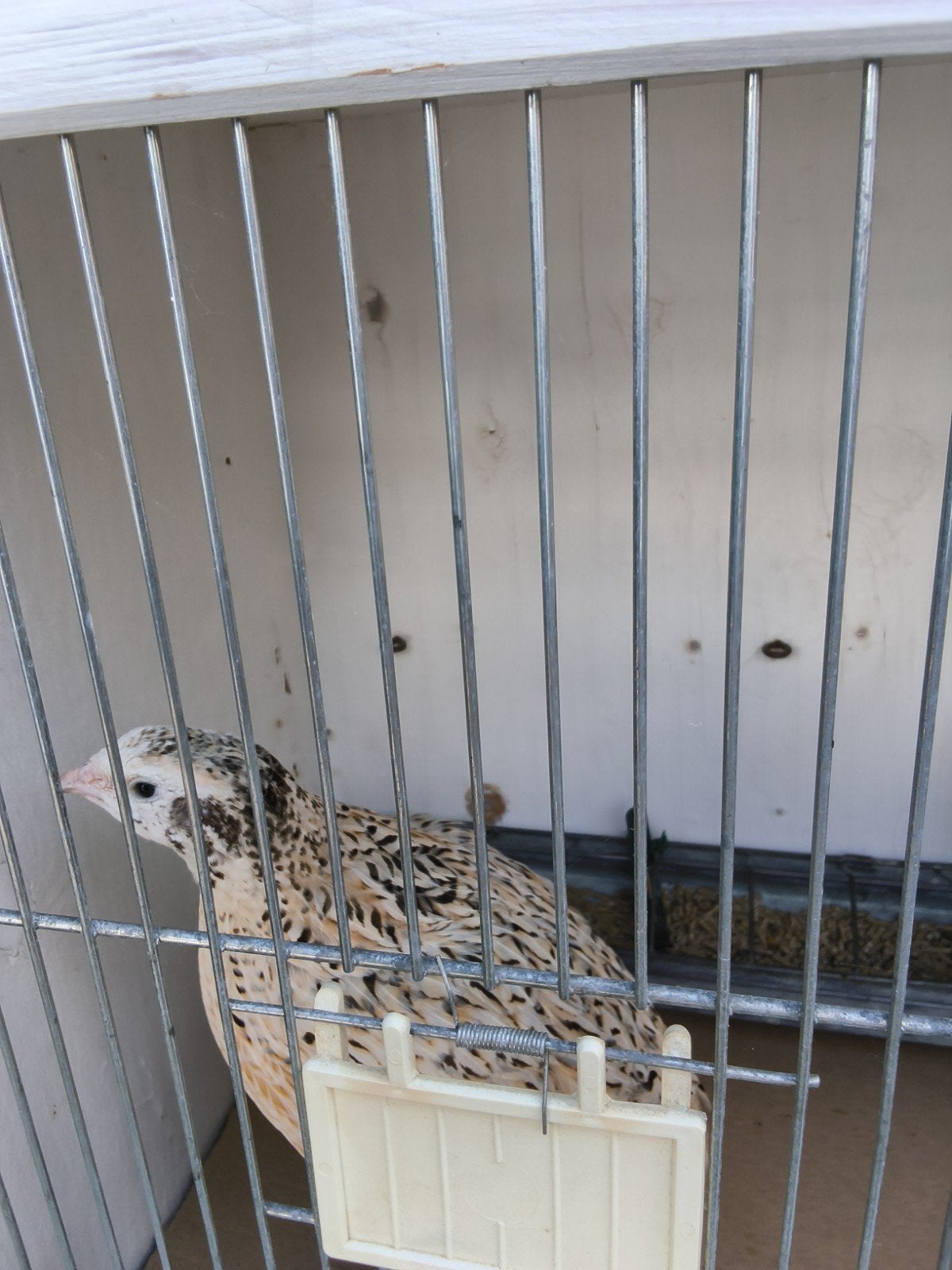 Japanse kwartels., Dieren en Toebehoren, Vrouwelijk, Overige soorten