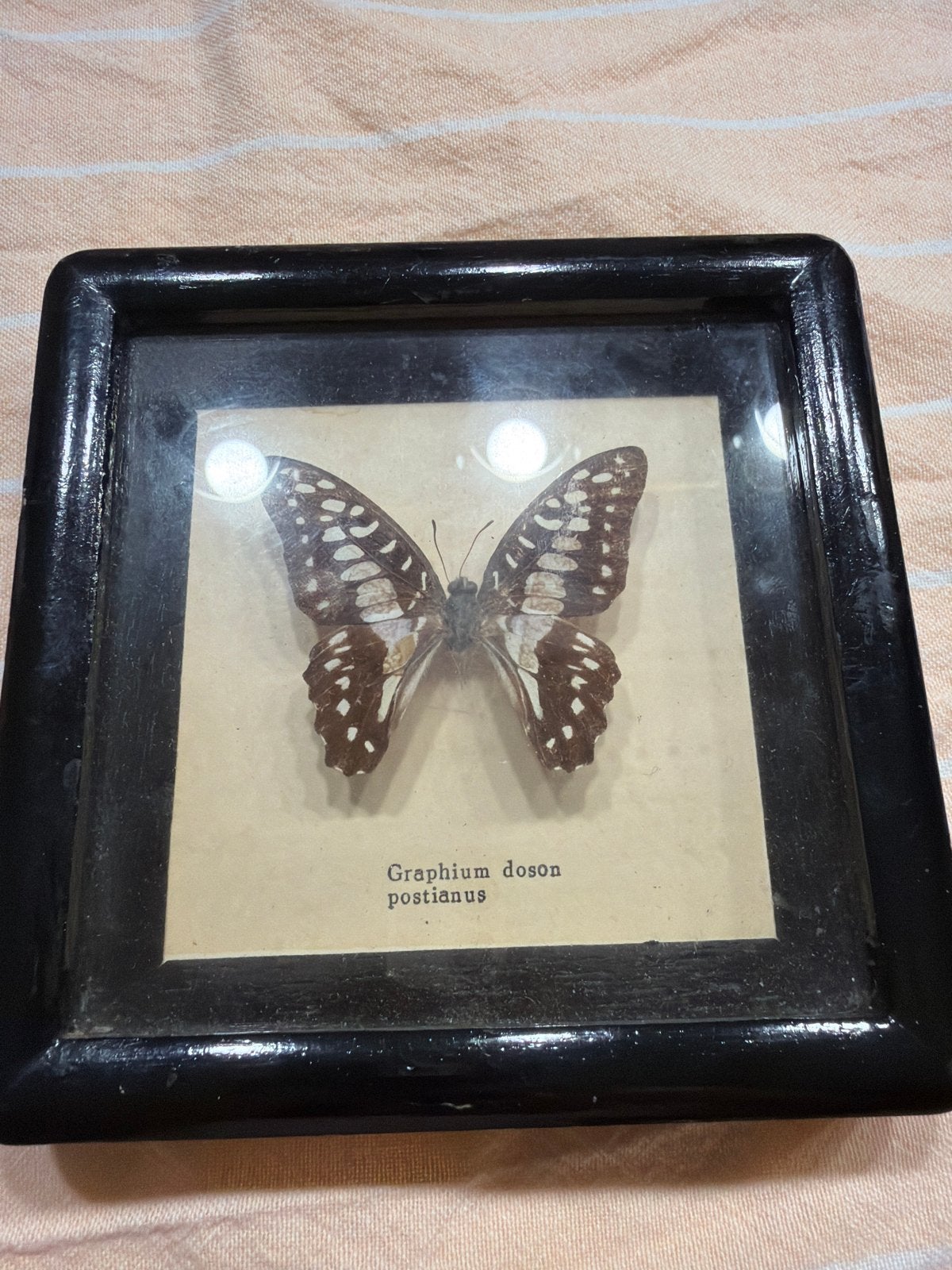 Ingelijste Graphium Doson Postianus vlinder, Ophalen of Verzenden, Gebruikt, Insect, Opgezet dier