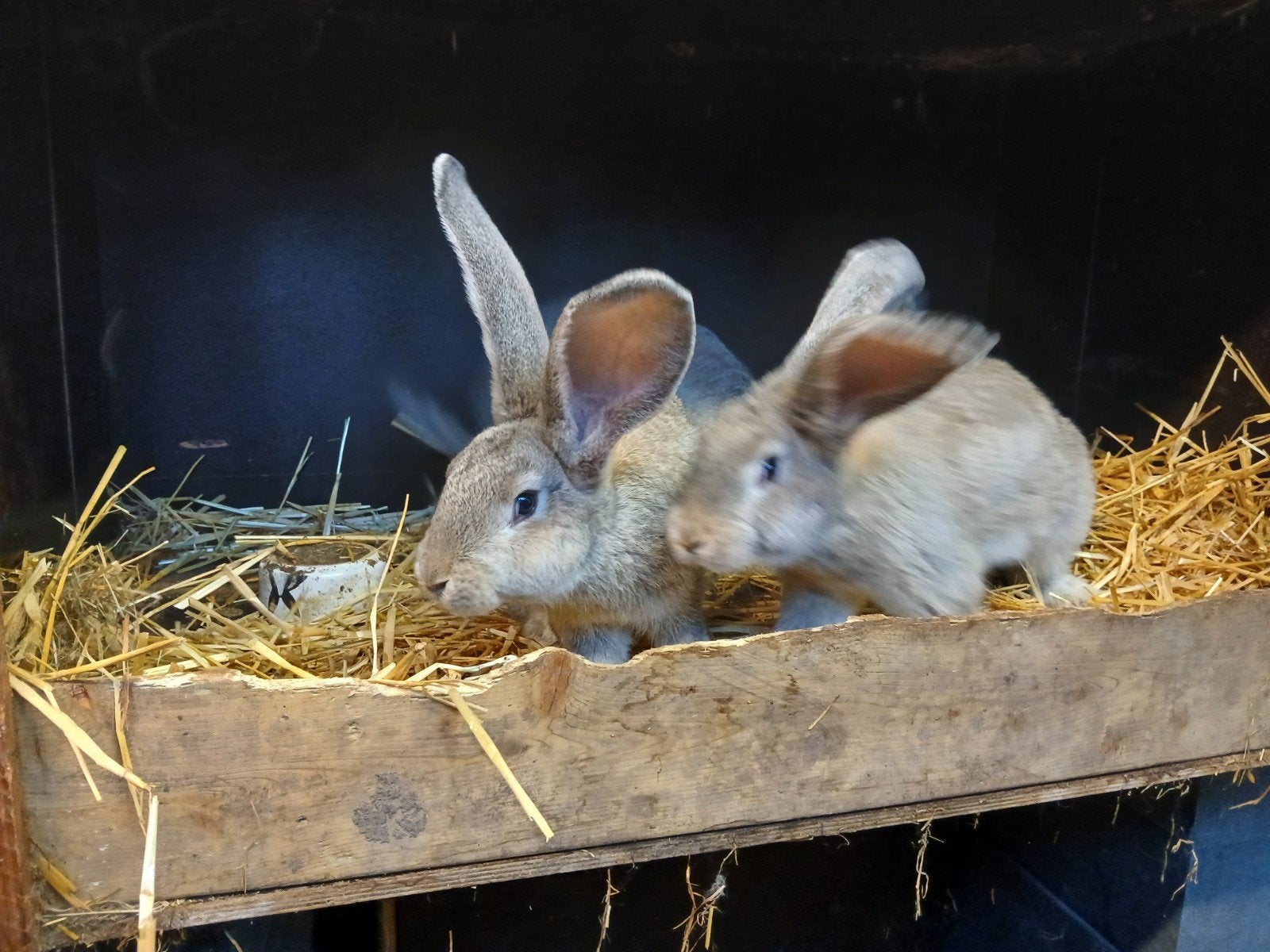 mooie Vlaamse reuzen, Dieren en Toebehoren, Konijnen, Meerdere dieren, Groot