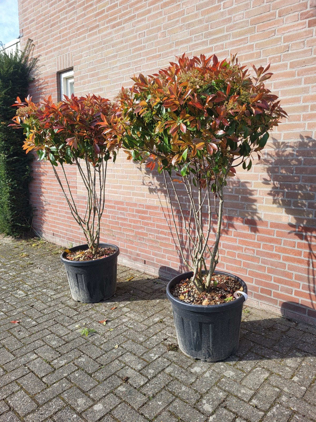 mooie meerstammige photinia red robin !!, Ophalen of Verzenden, Overige soorten