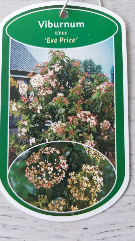 Viburnum tinus e.a. vaste planten,insectenplant vlinderplant, Ophalen