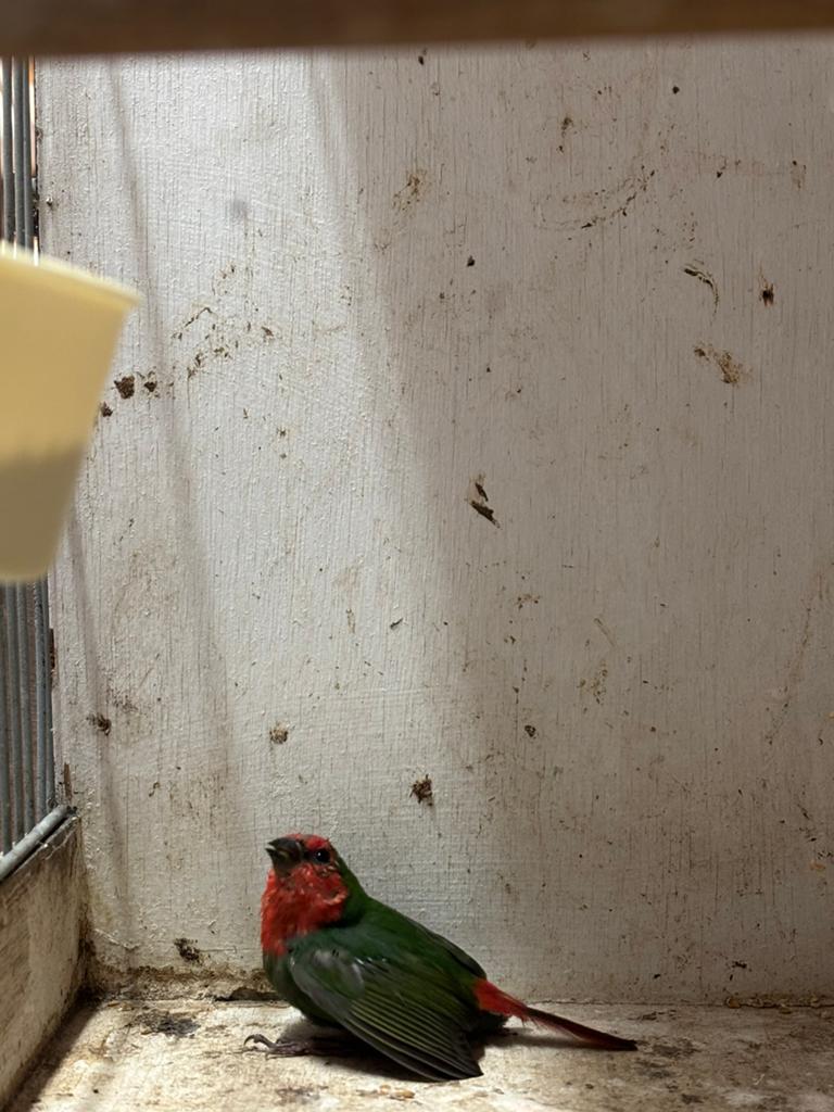 Te koop papegaai amadine papegaaiamadine, Dieren en Toebehoren, Vogels | Overige Vogels, Vrouwelijk
