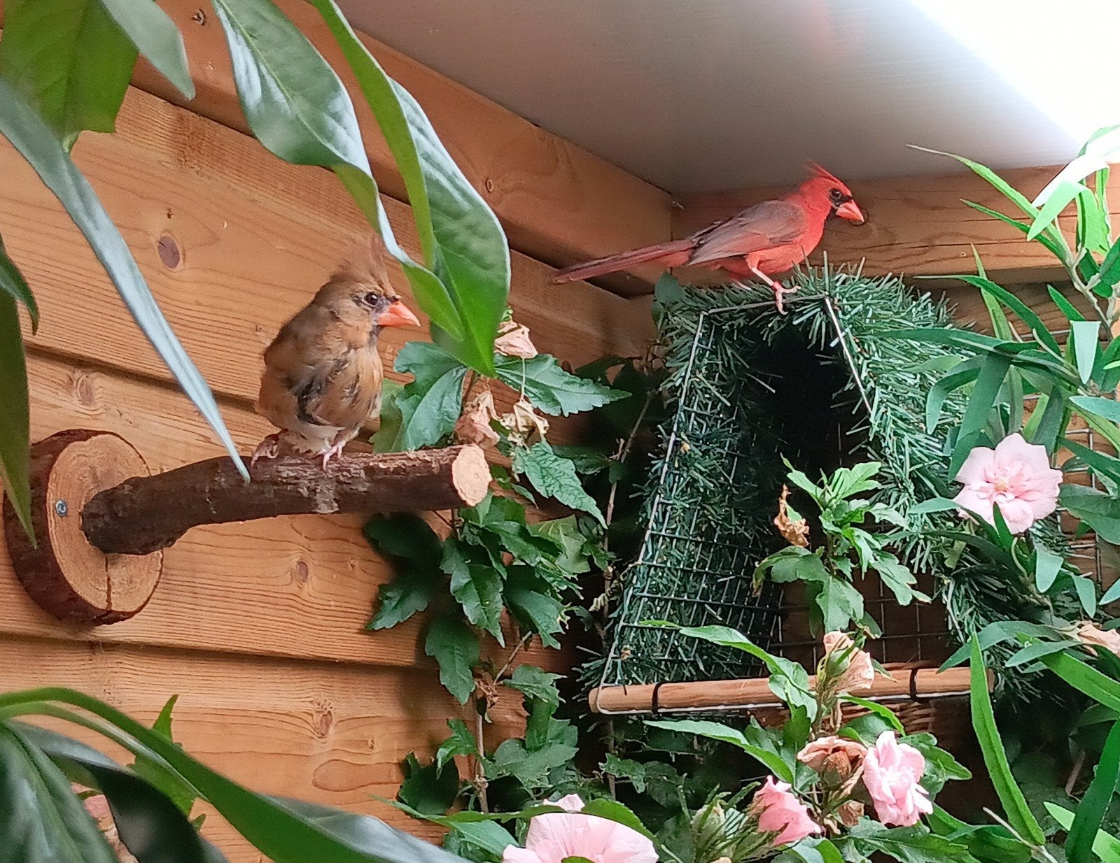 koppel rode kardinalen, Dieren en Toebehoren, Vogels | Overige Vogels, Meerdere dieren, Geringd