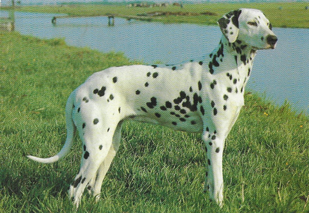 Tk34 ongelopen ansichtkaart dalmatiër hond, Ophalen of Verzenden, 1980 tot heden, Gelopen, Overige thema's