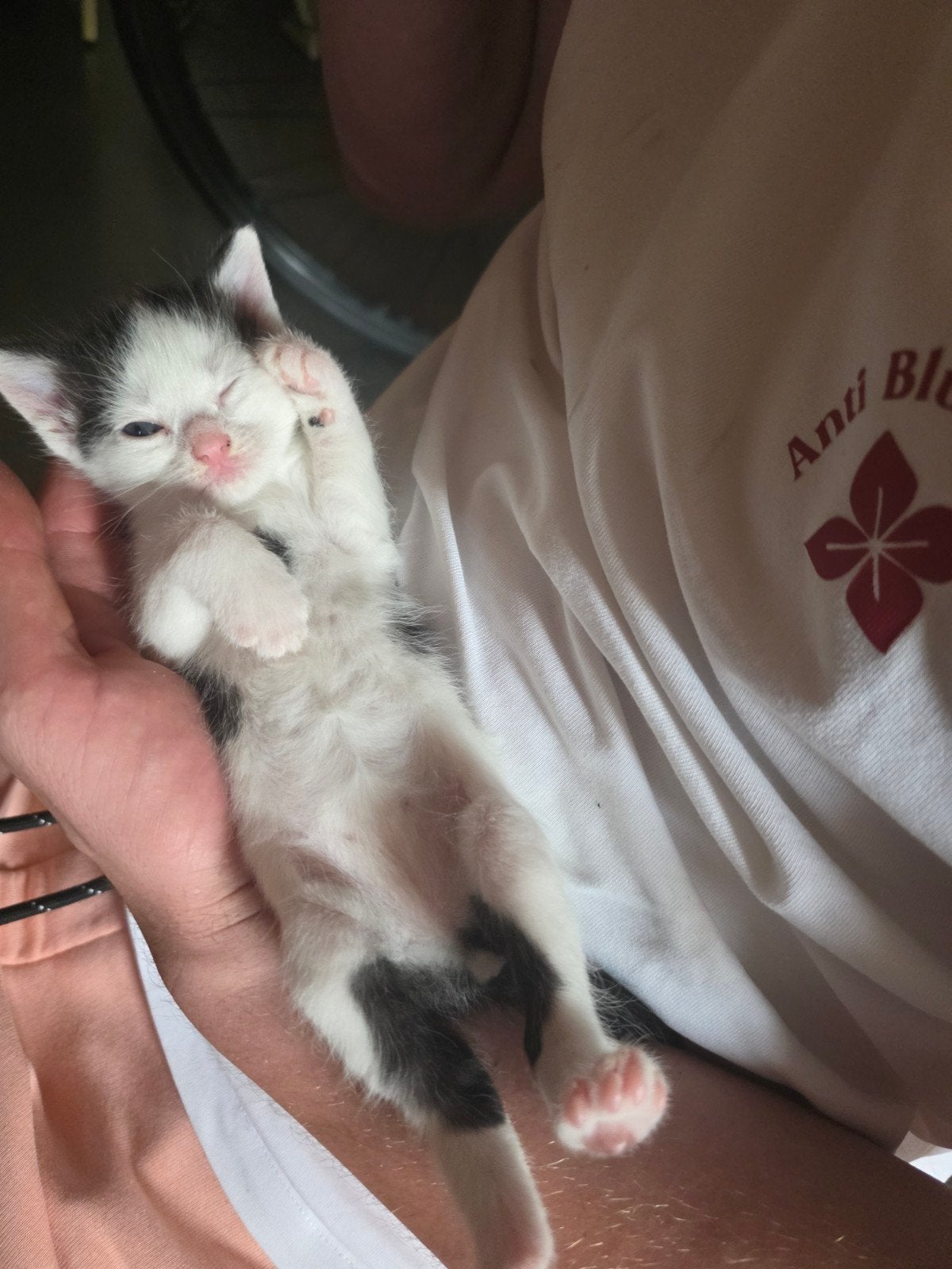 Super lieve mooie Europese korthaar kittens!, Meerdere dieren
