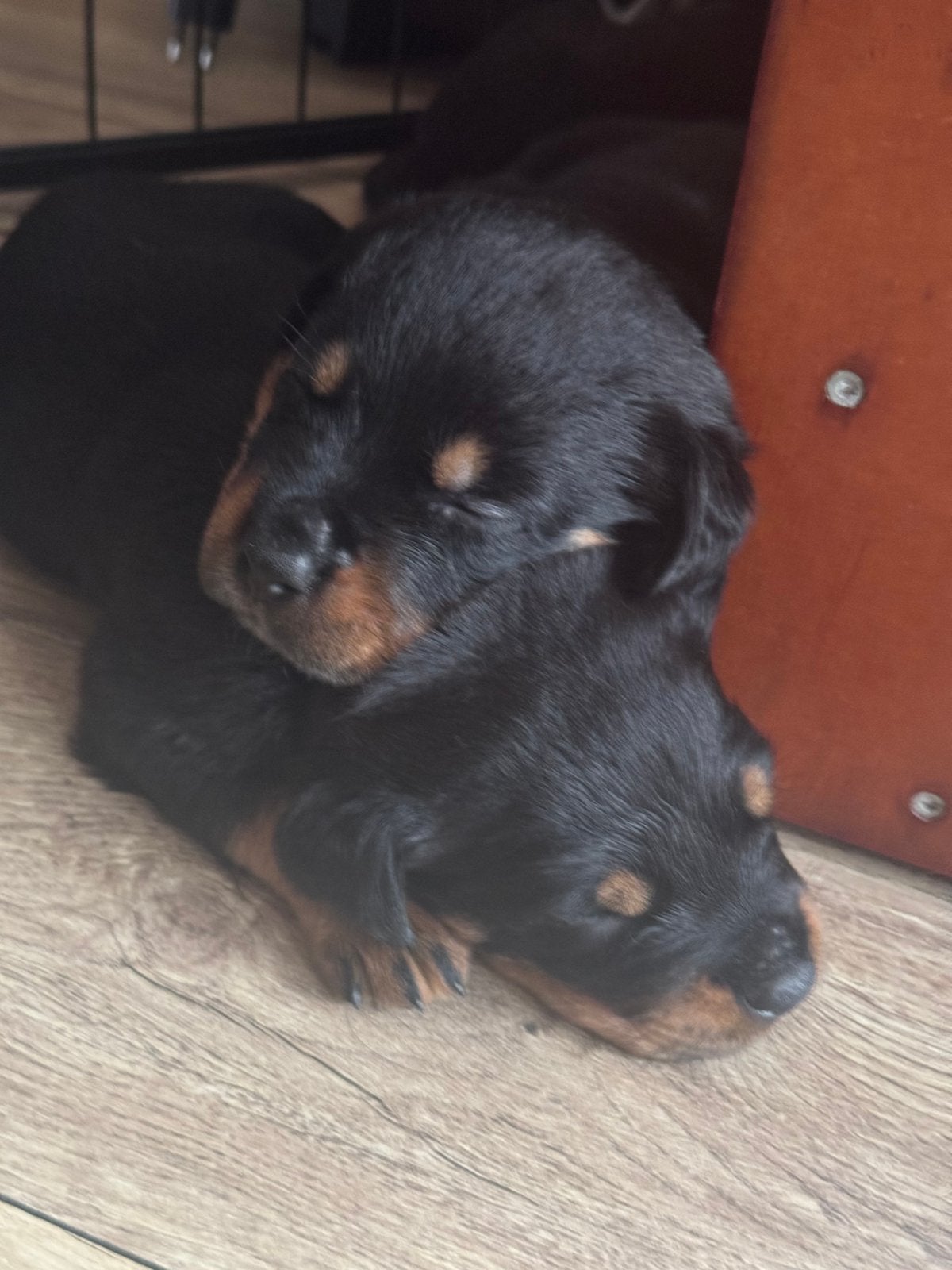 Prachtige rottweiler pups, 8 tot 15 weken, Meerdere, Meerdere dieren, Rottweiler