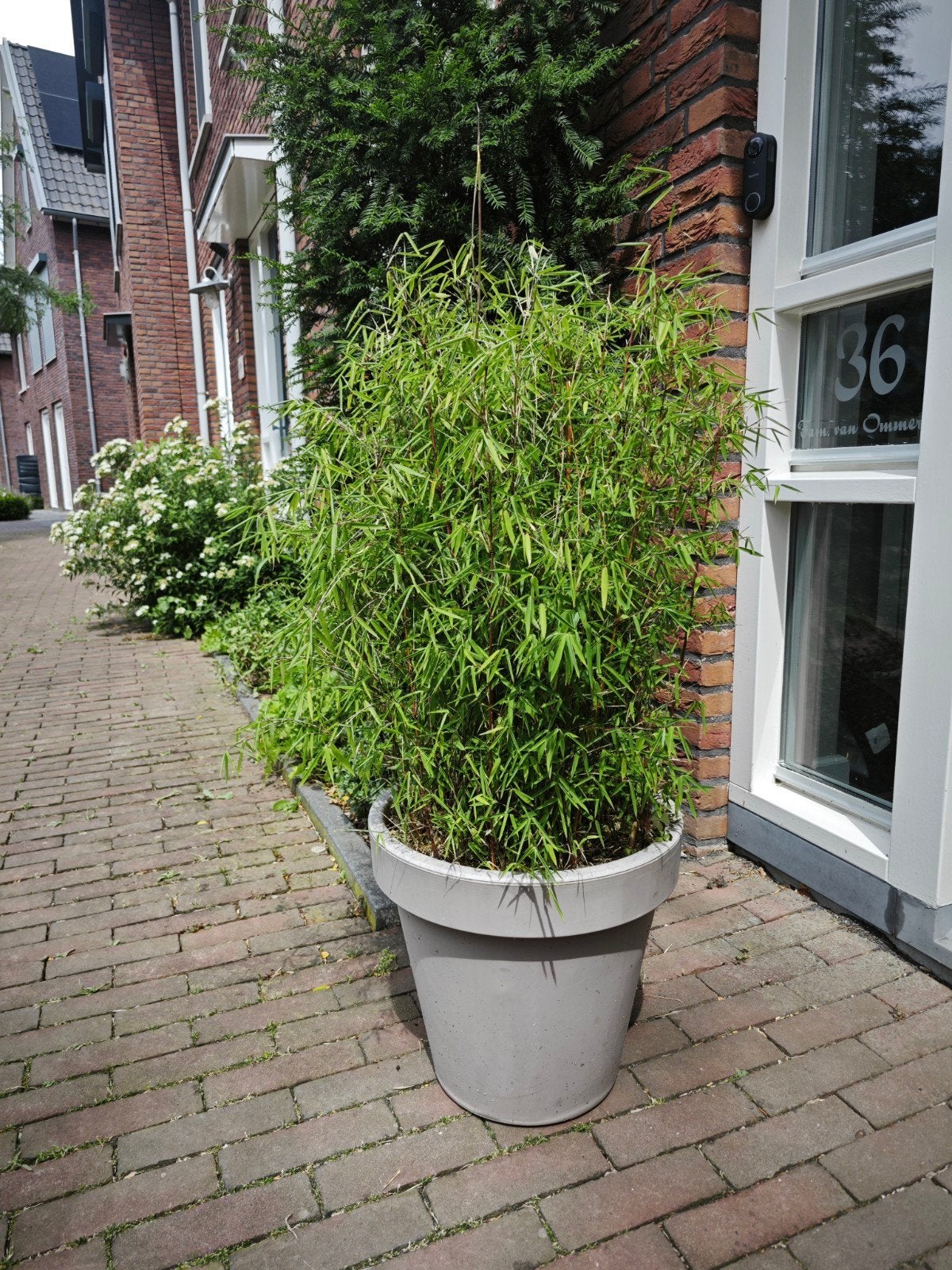 Grote plantenbak met bamboe, Ophalen, Gebruikt, Rond, Balkon