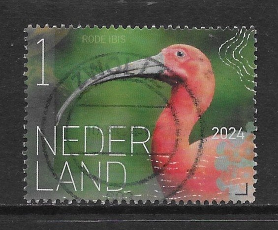 2024, Vogels Bonaire, Rode Ibis [4169] (K2601), Ophalen of Verzenden