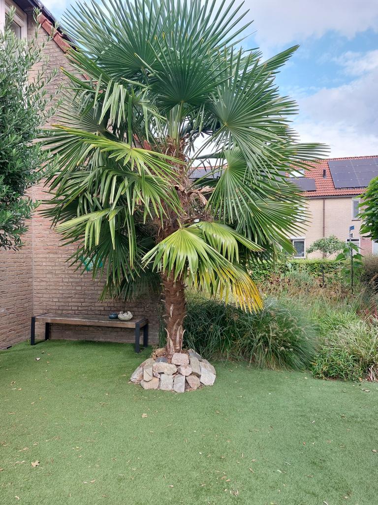Mooie, winterharde palmboom - zelf uitgraven, Volle zon, Vaste plant, Bloeit niet, Ophalen