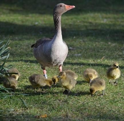 Te koop Grauwe ganzen kuikens, Geslacht onbekend, Gans of Zwaan