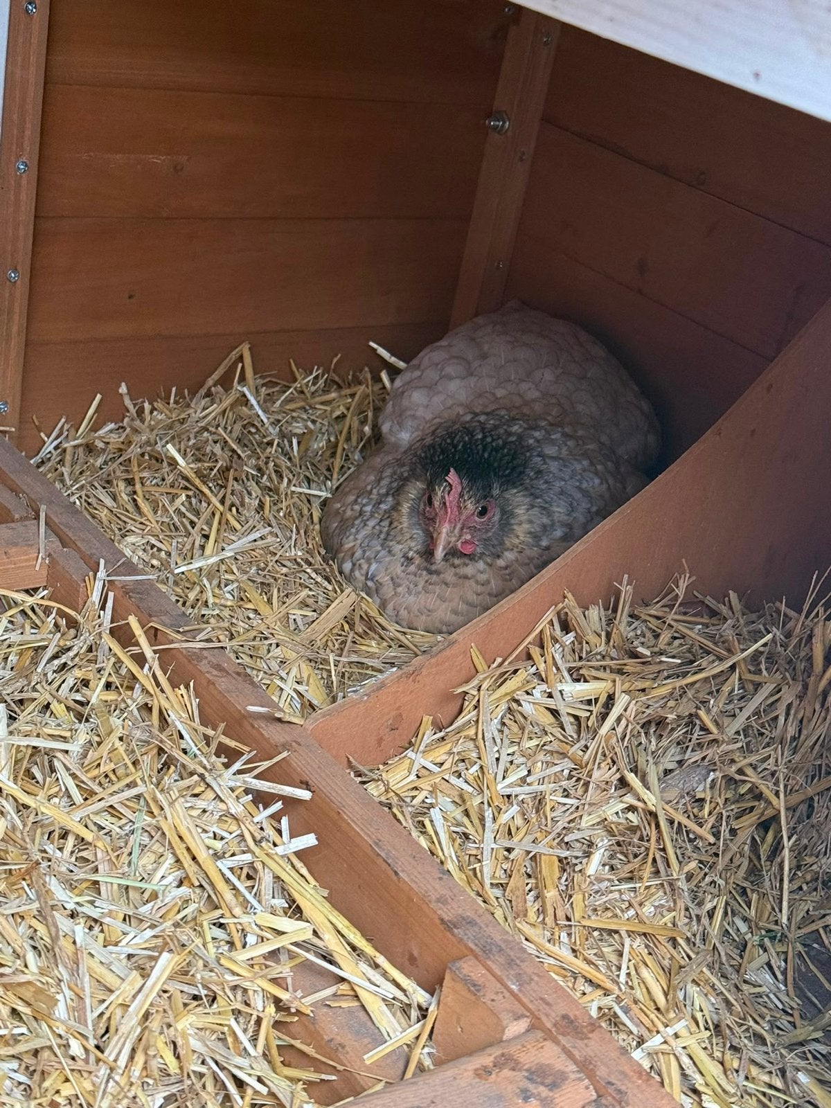 Kip hen, Dieren en Toebehoren, Vrouwelijk, Kip