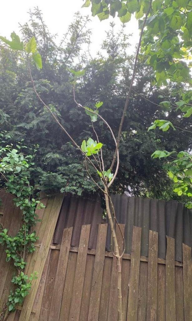 Vijgenboom, Ophalen, 100 tot 250 cm, Vijgenboom, Lente
