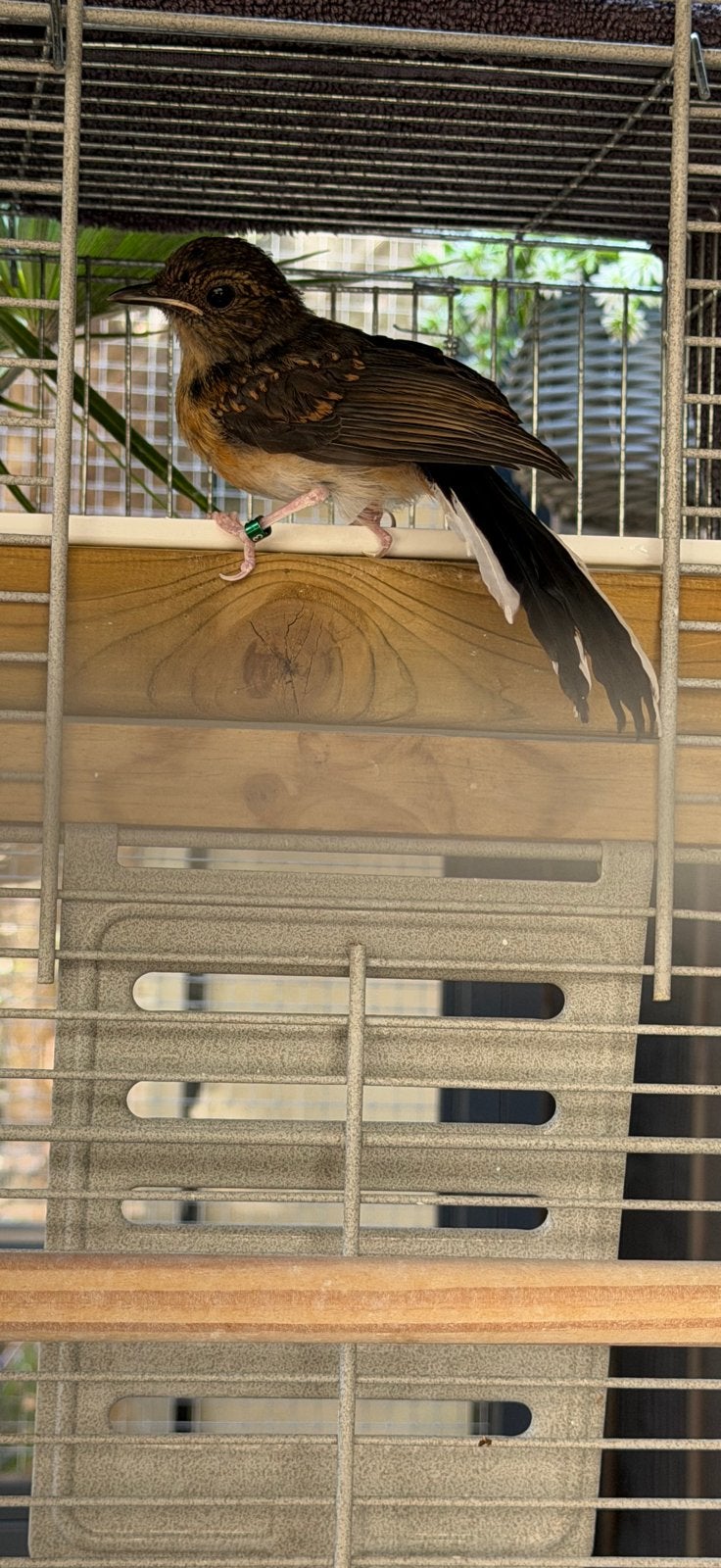 Schamalijster man Juni 2026, Dieren en Toebehoren, Vogels | Overige Vogels, Mannelijk