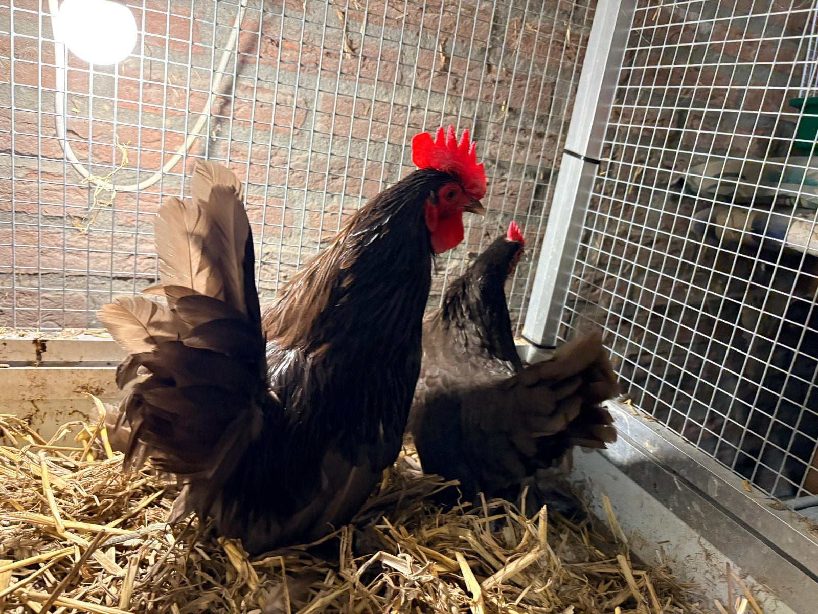 Sabelpoot (kriel) koppel. Kleurslag: chocoladebruin, Meerdere dieren, Kip