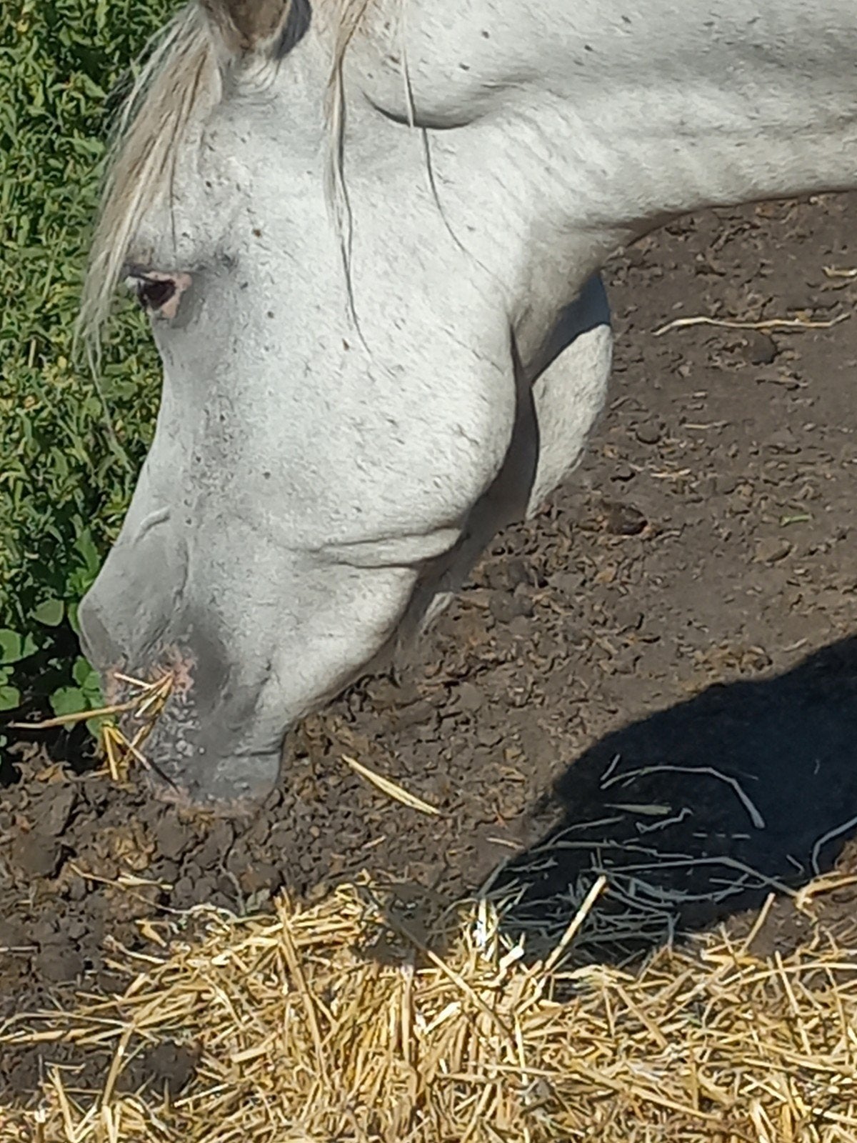 Straight Egyptian merrie, Dieren en Toebehoren, Paarden, Merrie, Minder dan 160 cm, Met stamboom, 3 tot 6 jaar