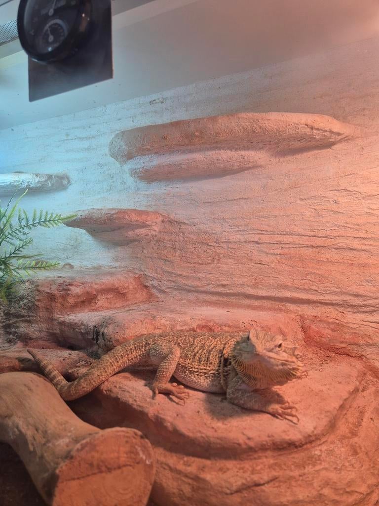 Baardagaam, inclusief terrarium 120cm Bearded Dragon - female for sale from van der Wal