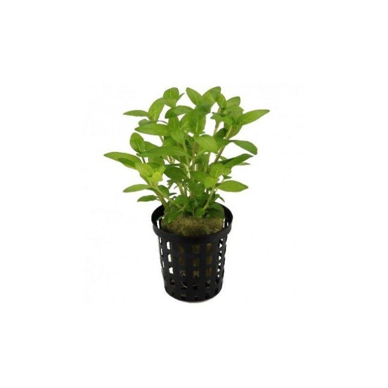 staurogyne repens €4,95, ., Overige typen, Nieuw, Ophalen of Verzenden