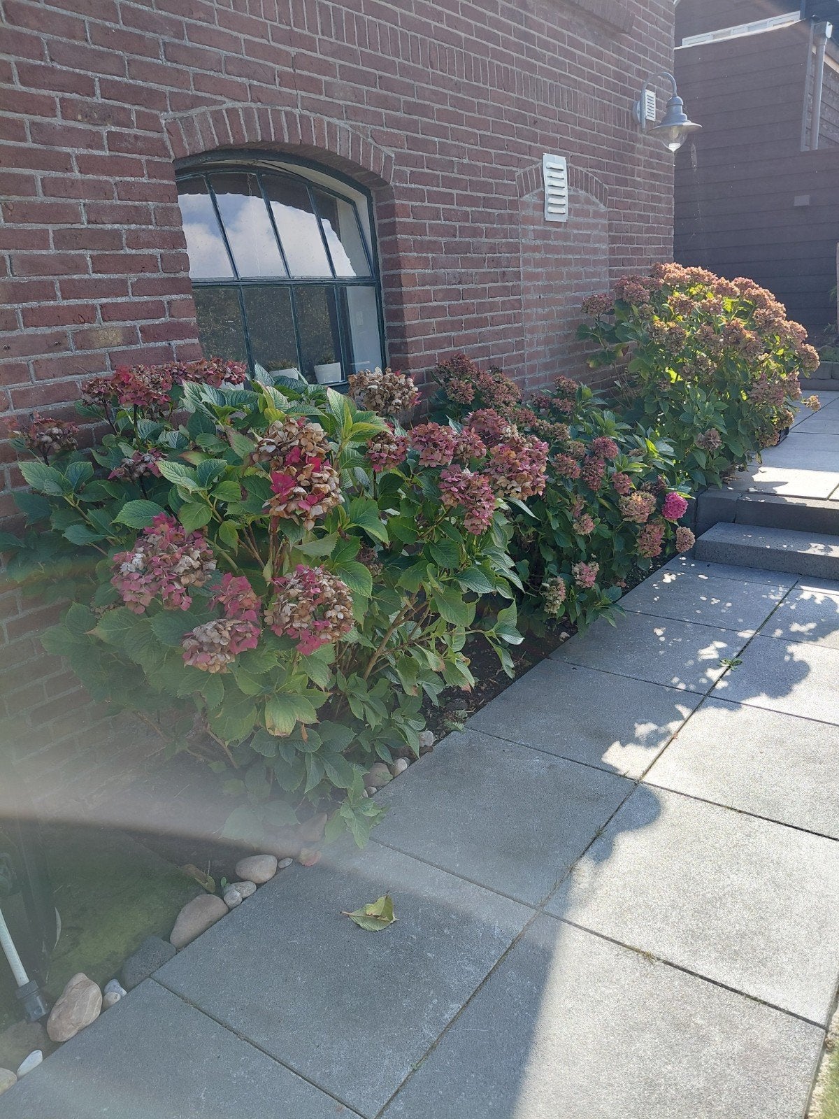 3 Grote Hortensia's - Prachtige Tuinplanten, Vaste plant, Halfschaduw, Zomer, Ophalen