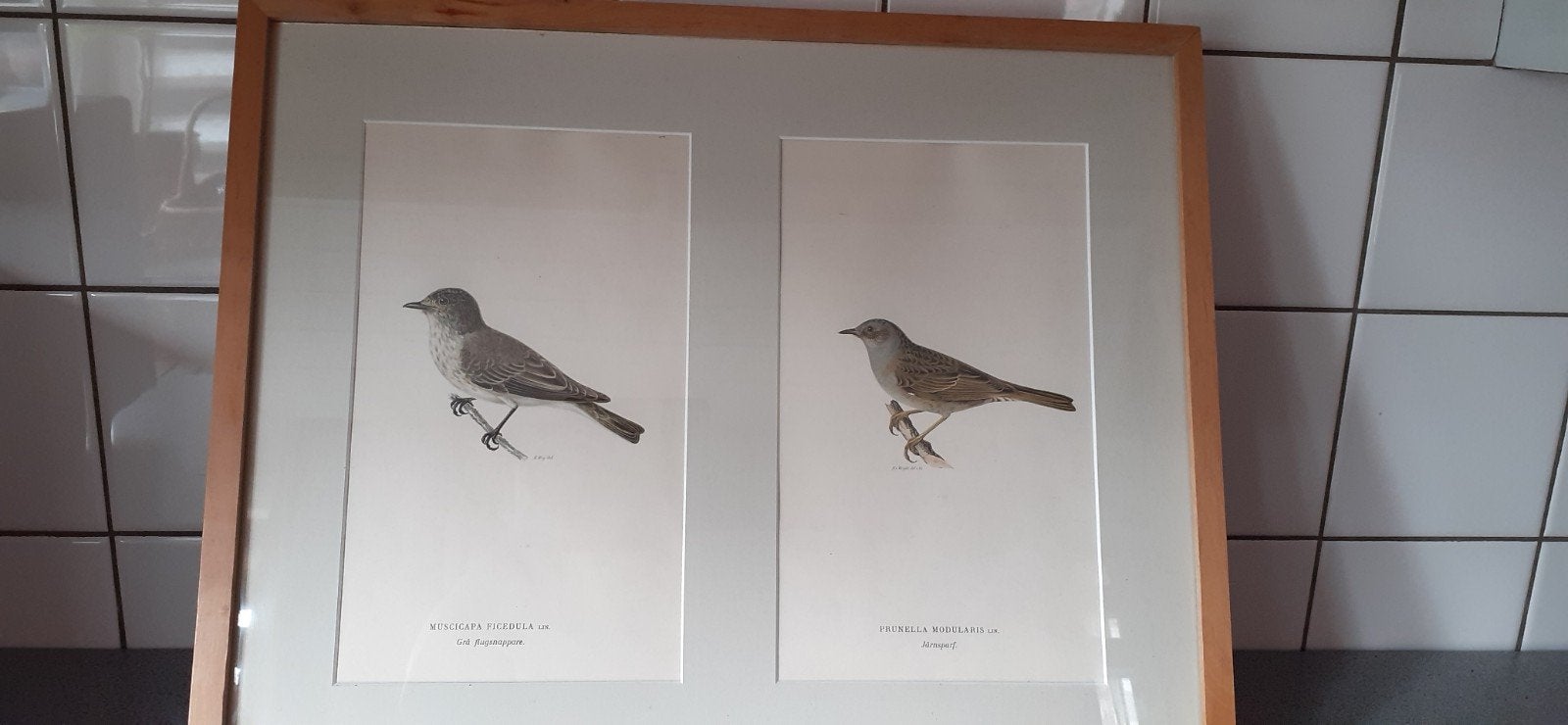 Twee schilderijen met vogels, Ophalen, Minder dan 50 cm, Schilderij