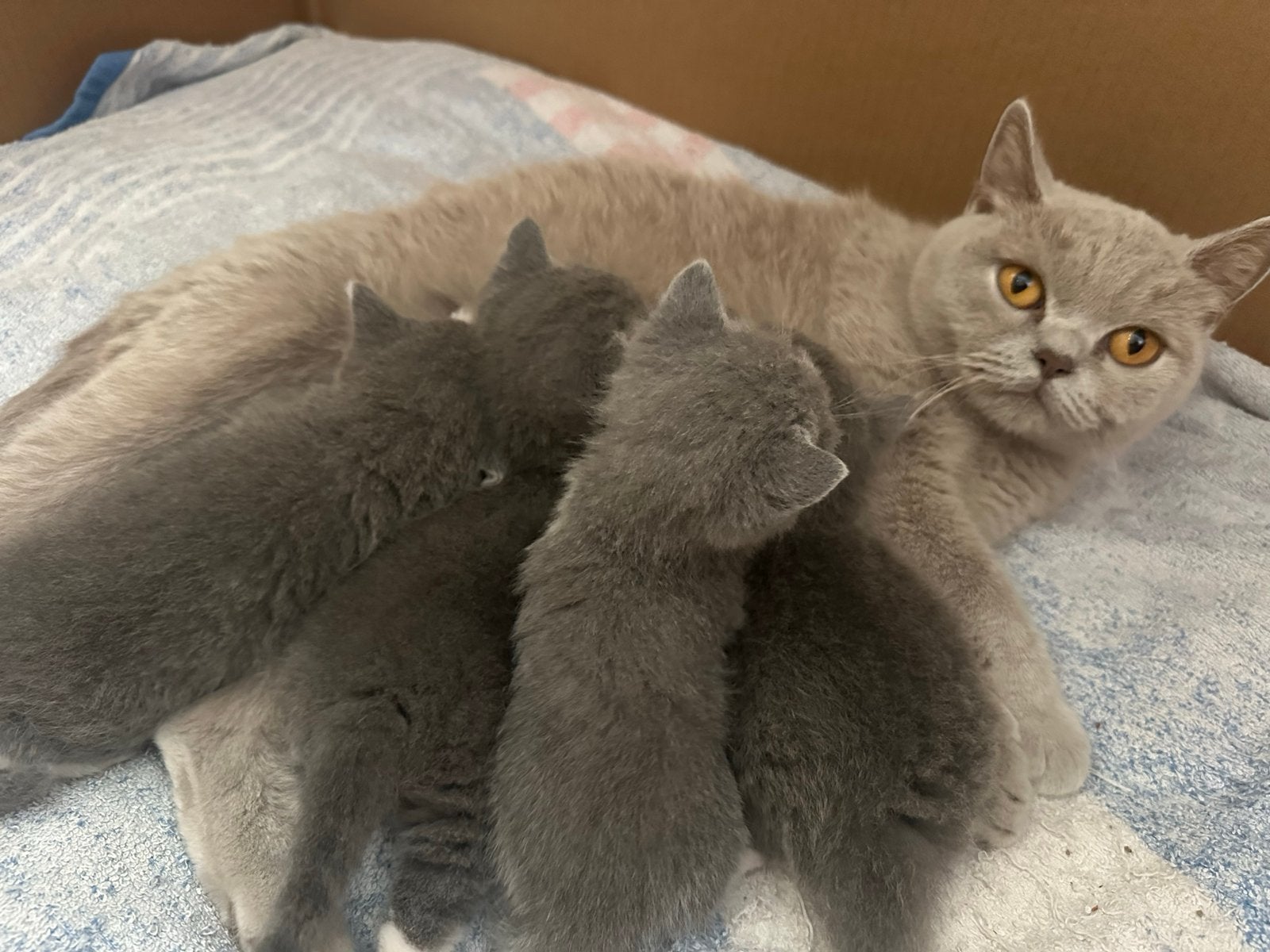 Nestje britse korthaar kittens, Poes, Kortharig, 0 tot 2 jaar