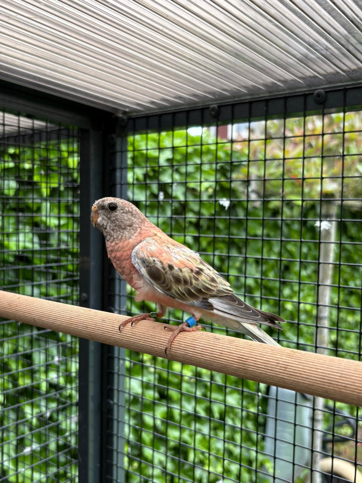 Bourke parkiet gezoomd, Dieren en Toebehoren, Vogels | Parkieten en Papegaaien, Vrouwelijk, Parkiet, Geringd