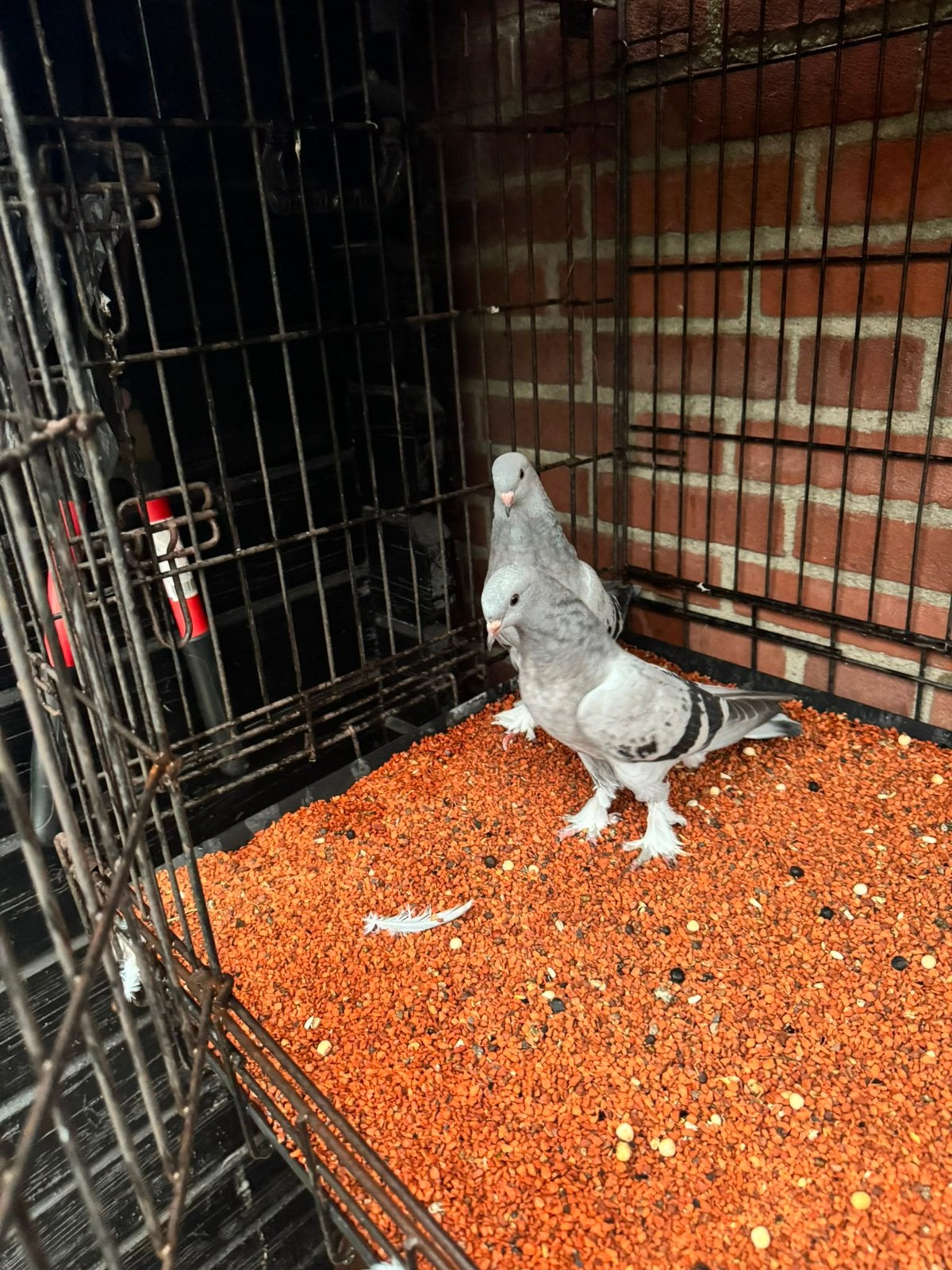 Takla, Dieren en Toebehoren, Meerdere dieren