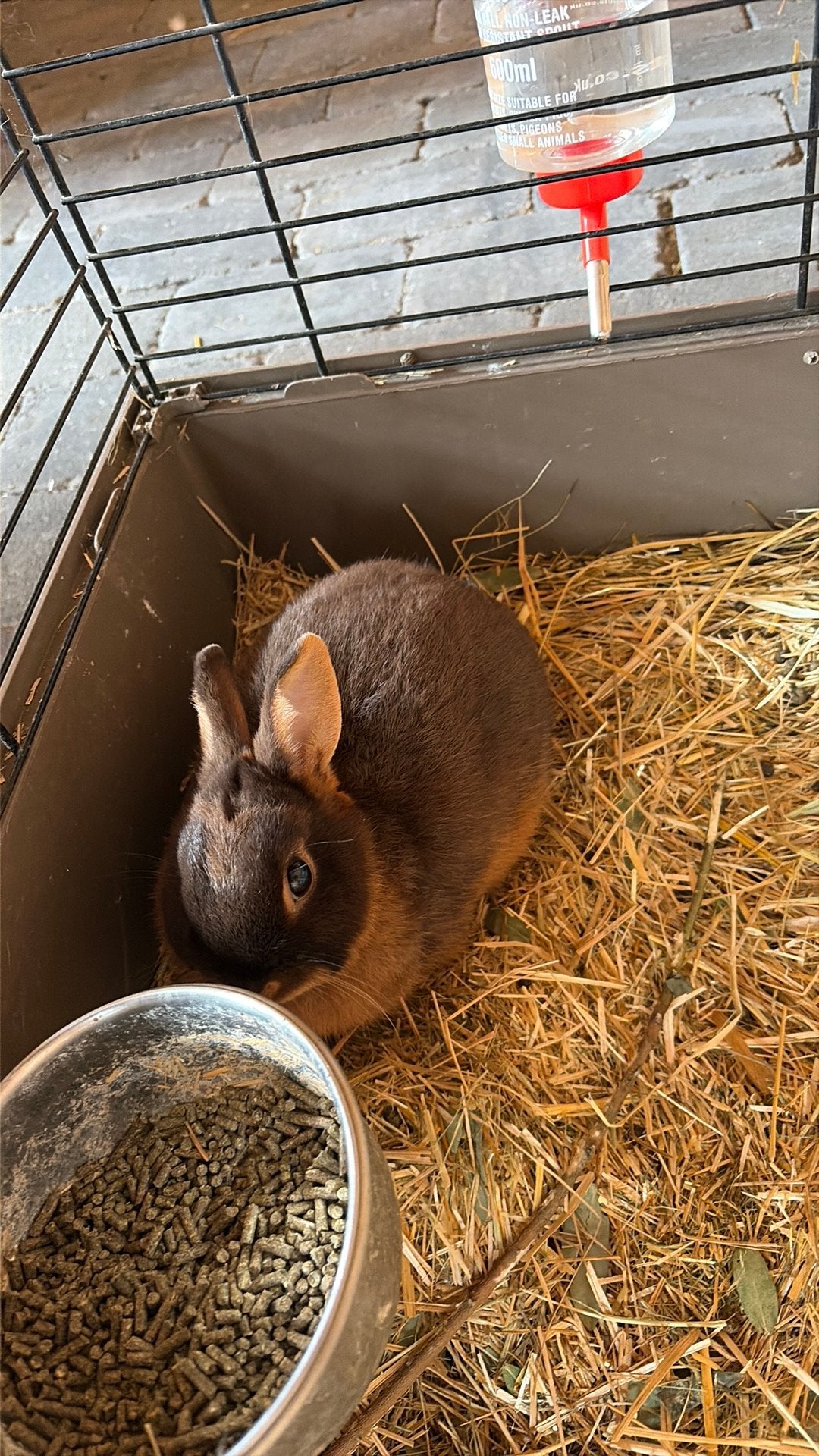 Lief kleurdwerg rammetje, Mannelijk, Dwerg