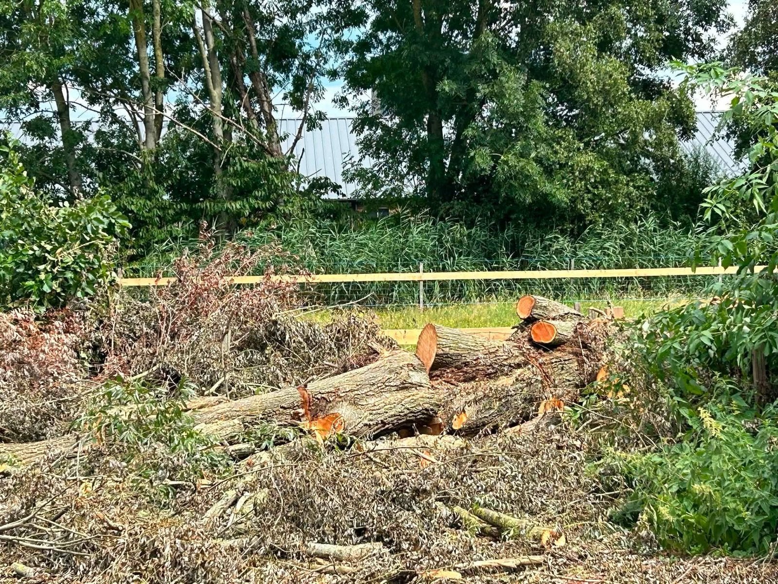 Vers Wilgenhout - Stammen, Tuin en Terras, Haardhout, 6 m³ of meer, Ophalen, Overige houtsoorten, Stammen