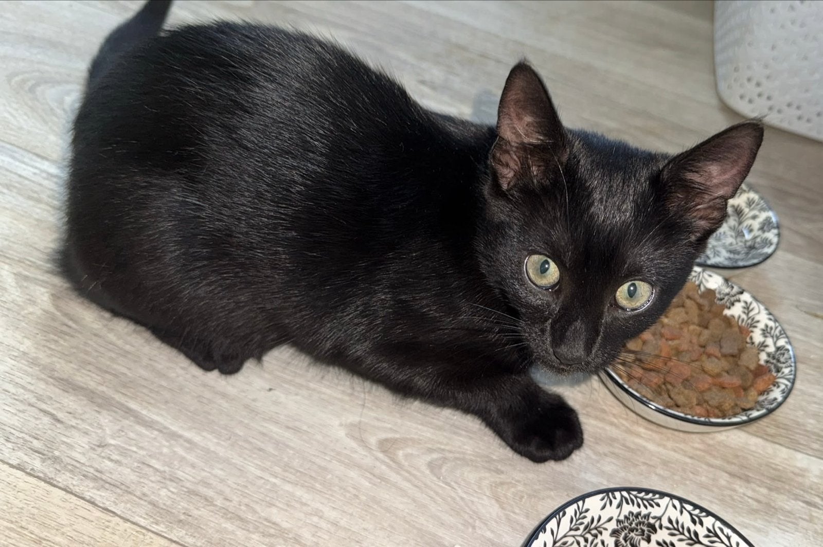 Kitten zoekt nieuwe baasje, Poes