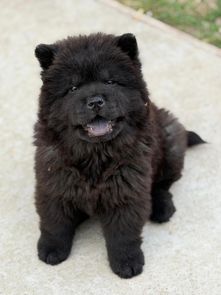 Chow chow pup, Dieren en Toebehoren, Honden | Poolhonden, Keeshonden en Oertypen, 15 weken tot 1 jaar, Reu, Poolhond, Eén hond