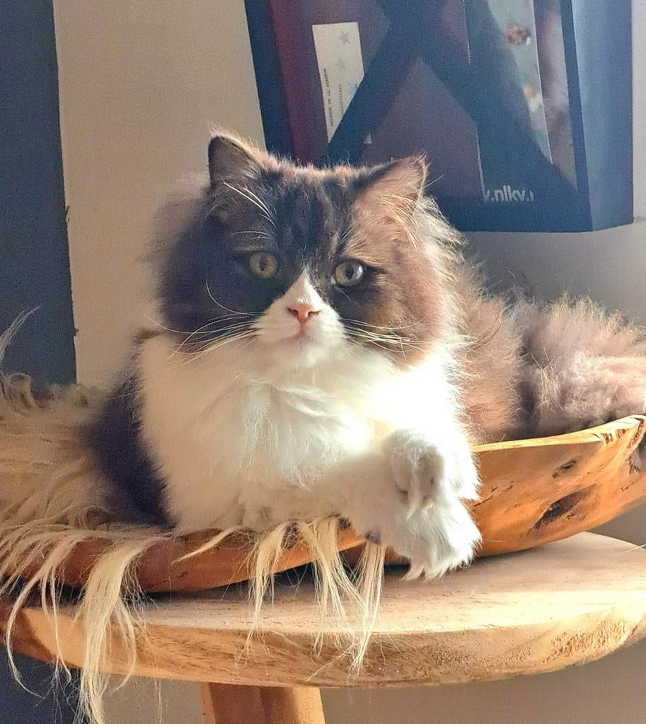 Chocolate Brits Langhaar katertje met stamboom/gecastreerd, Dieren en Toebehoren, Kater, Met stamboom, 0 tot 2 jaar
