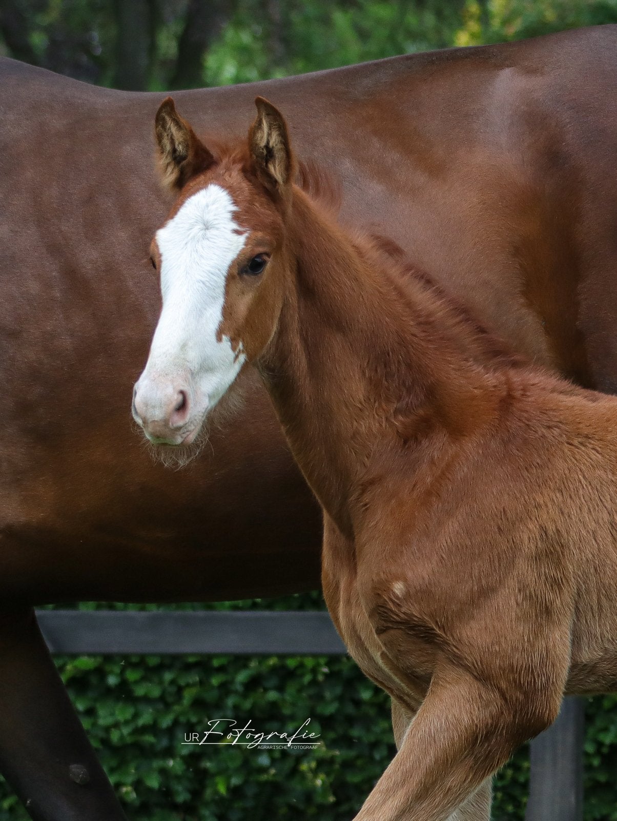 Hengstveulen v Carambole, Minder dan 160 cm, Niet van toepassing, Dressuurpaard, 0 tot 2 jaar